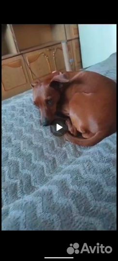 Передержка домашних животных