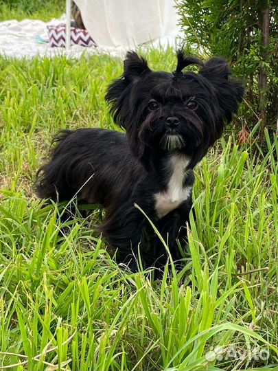 Мини девочка