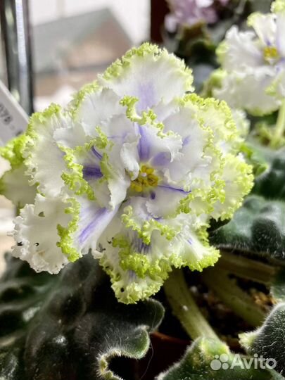 Сортовые фиалки