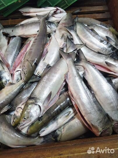 Рыба Кета псг опт/розница