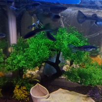 Аквариумные рыбки гуппи