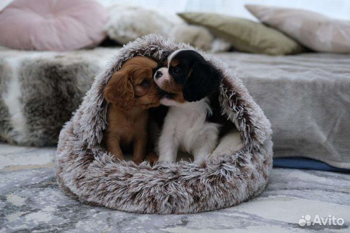 Домик лежанка для кошек собак щенков котят хорьков