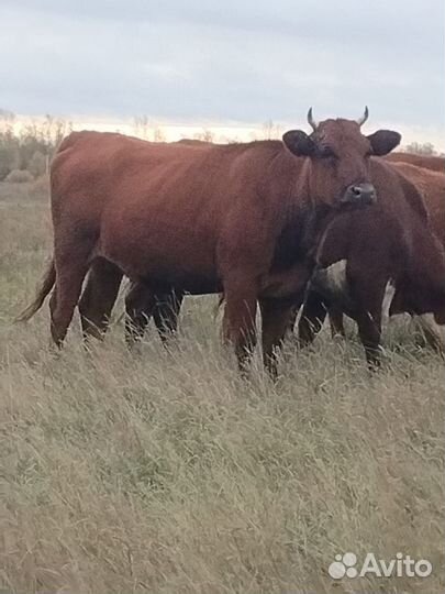 Телка стельная