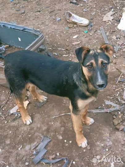 Крупные щенки подростки в дом