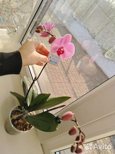 Орхидея фаленопсис