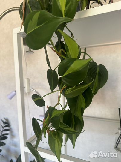 Сциндапсус, филодендрон