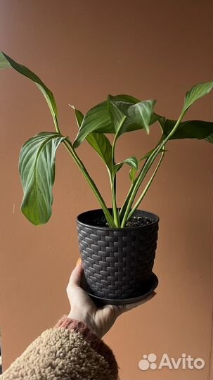 Цветок и горшки