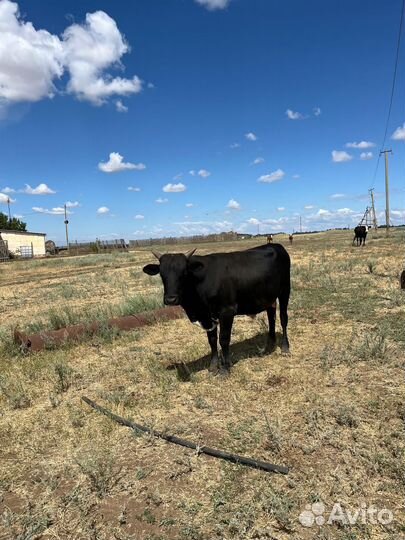 Бычки степные