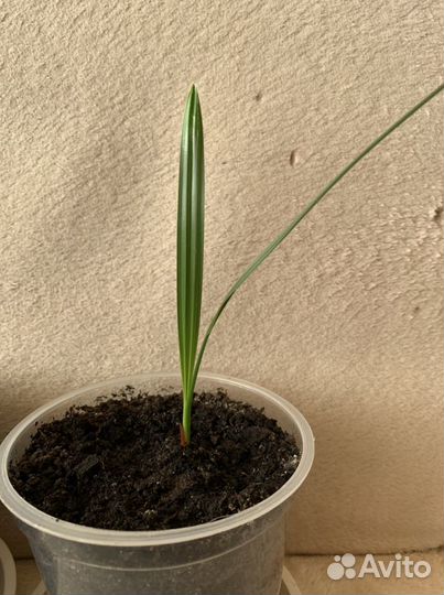 Финиковые пальмы