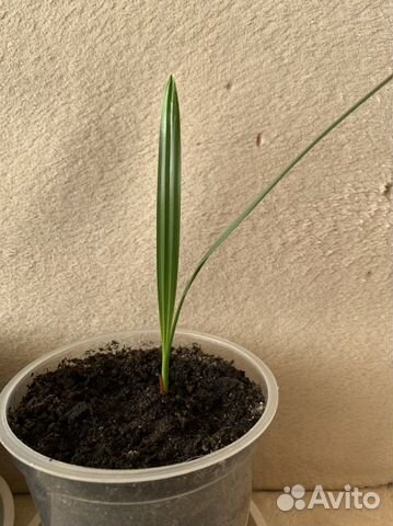 Финиковые пальмы