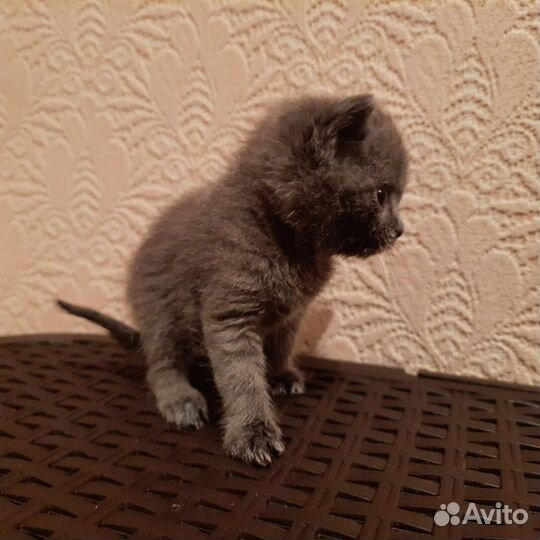 Британская кошка в дар