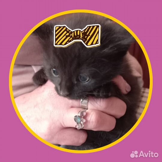 Котята в добрые руки бесплатно