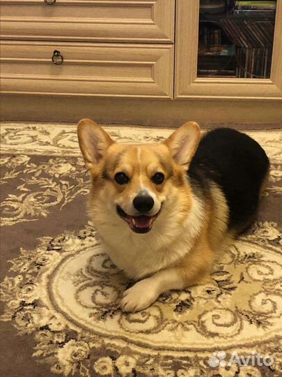 Вязка Вельш-корги пемброк мальчик