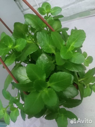 Шефлеракаланхоэ