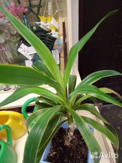 Пальма драцена