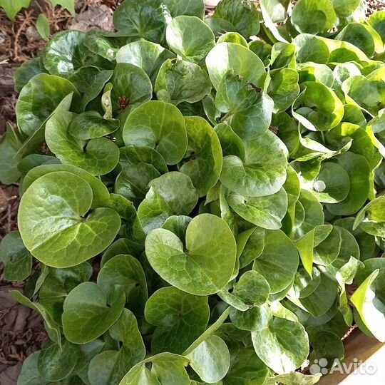 Герань садовая, Камнеломка, манжетка и др