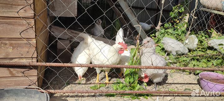 Петушки леггорн