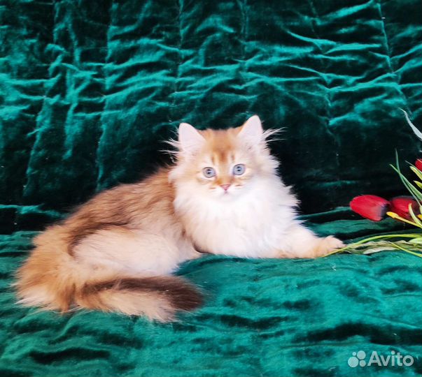 Британская длинношерстная золотая шиншилла