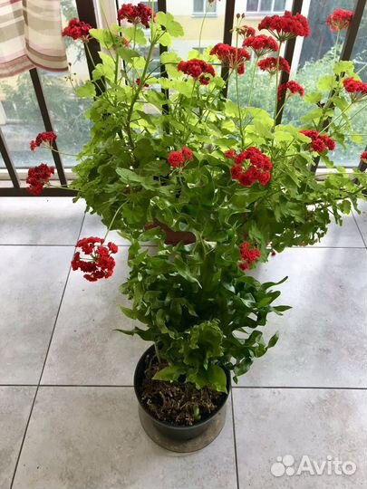 Папоротник микросорум Зеленая волна