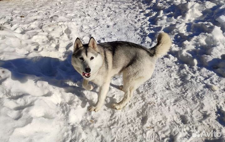 Сибирский хаски