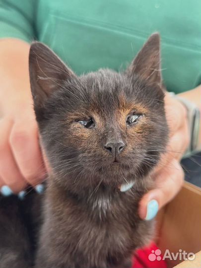 Отдам котенка в добрые руки