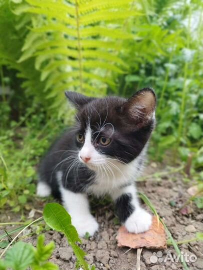 Продам котят