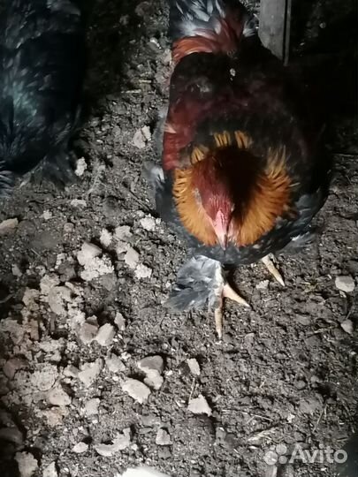 Петух брама