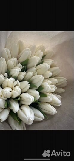 Тюльпаны к 8 марта