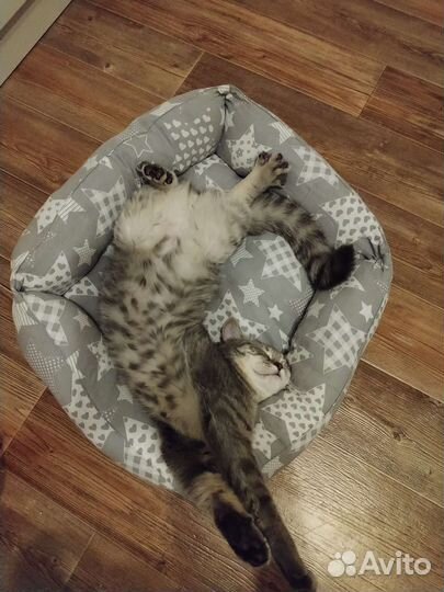 Вязка кошек