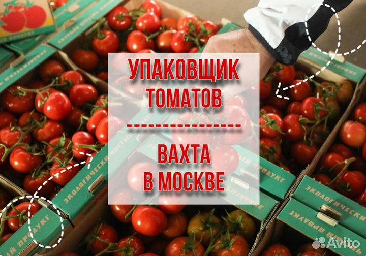 Москва Вахта 15,20,30,45 смен - Упаковщик помидор