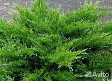 Лаванда можжевельник туя