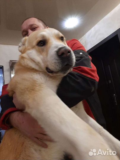 Среднеазиатская овчарка алабай