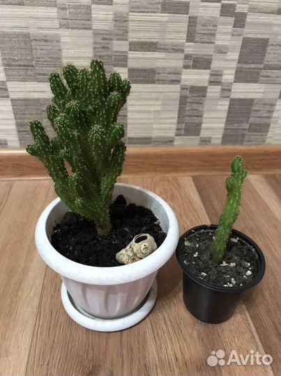 Кактусы разного сорта