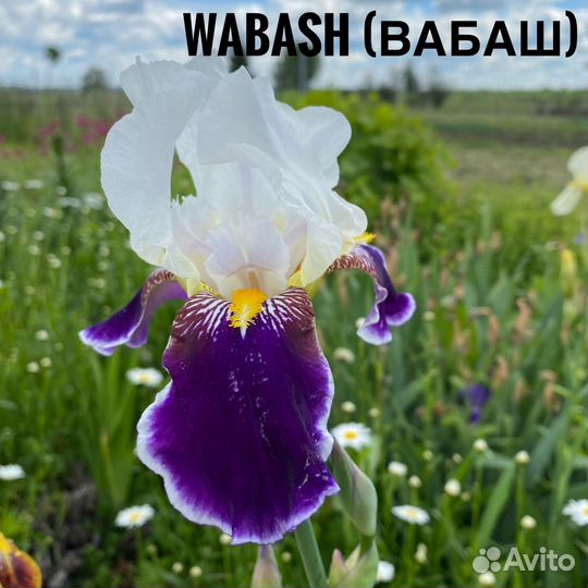 Ирис 15 сортов бородатый германский