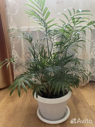 Комнатные растения