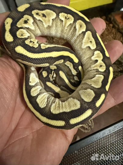 Змея lesser самка