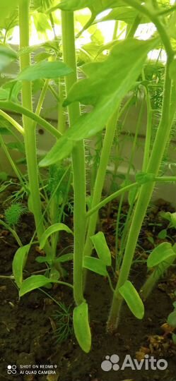 Рассада томатов