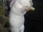 Кролики 3,5мес самочки объявление продам