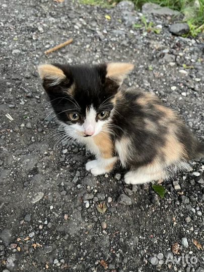 Кошка в дар