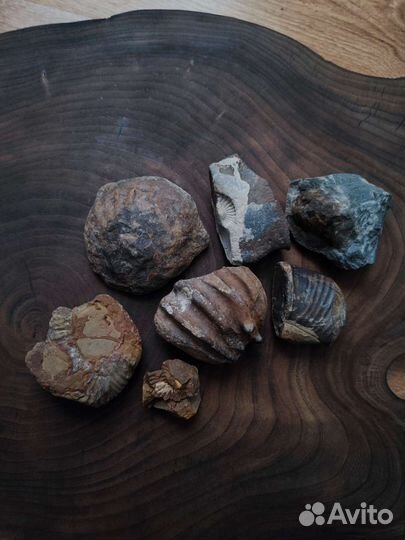 Окаменелости