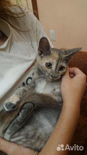 Кошечка в добрые руки