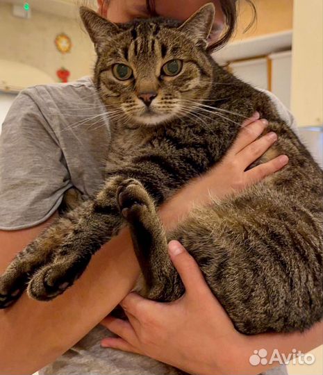 Котика предлагают усыпить