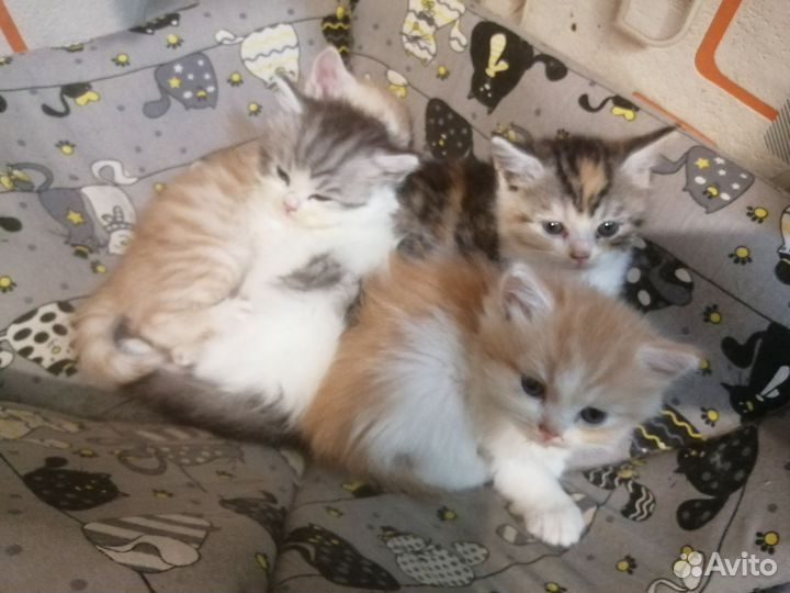 Персидская