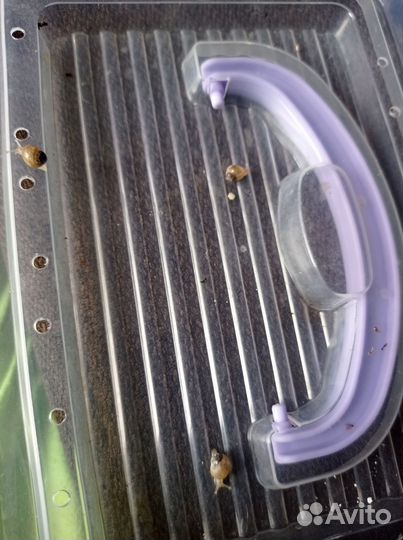 Продам улитят