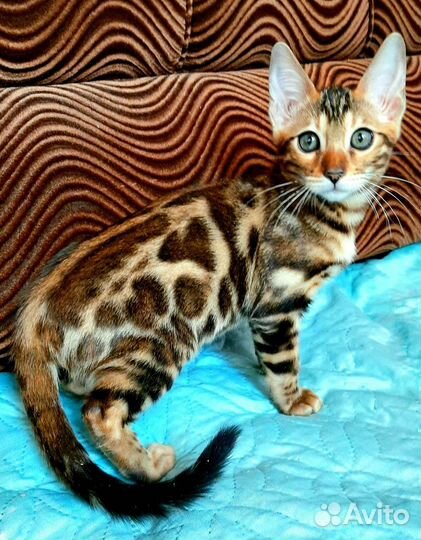 Бенгальские котейки в разведение
