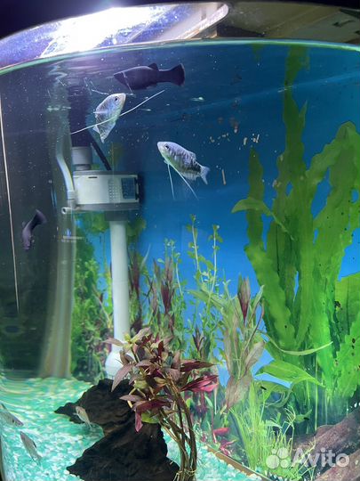 Аквариум с тумбой