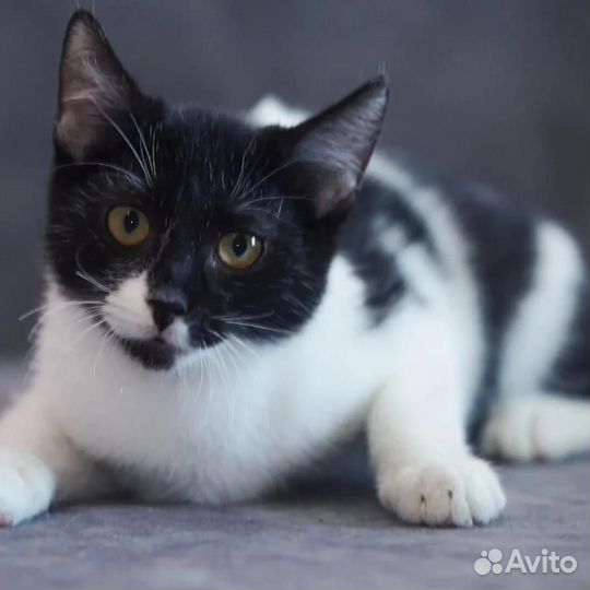 Сеня