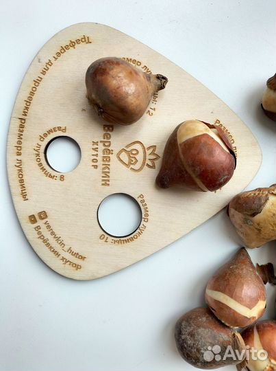 Луковицы тюльпанов оптом от производителя