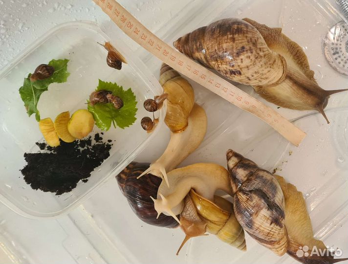 Улитка ахатина