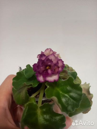 Цветущие фиалки